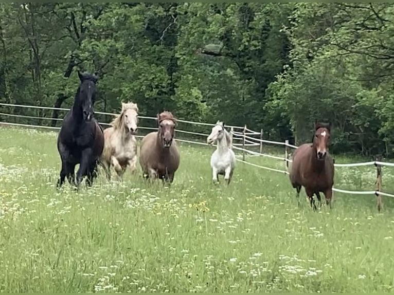 Vacanze di equitazione in Toscana
