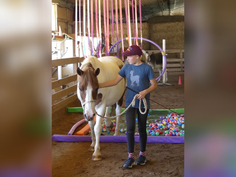 🐣 LAST MINUTE: Il tuo proprio cavallo durante le vacanze di Pasqua! 🐴