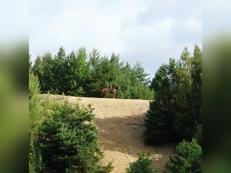 Reiterferien auf dem Reiterhof Lüneburger Heide