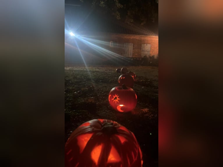 Reiterferien auf dem Reiterhof Lüneburger Heide