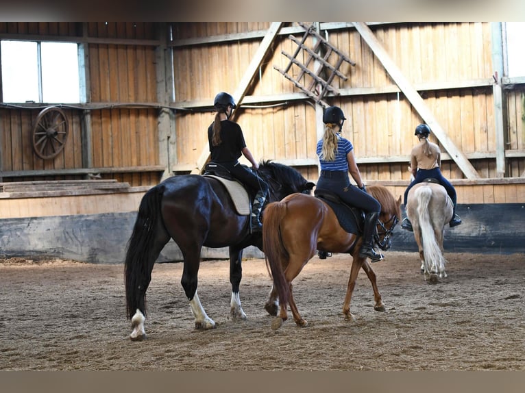 Vacanze a cavallo nella splendida valle dell’Eder – il paradiso equestre Talhof