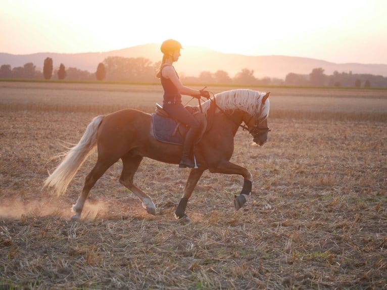 Vacanze a cavallo nella splendida valle dell’Eder – il paradiso equestre Talhof