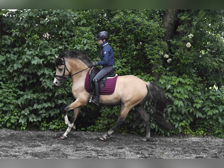 Vacanze indimenticabili a cavallo presso il centro di pony riding