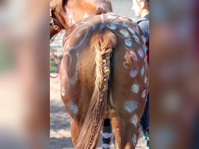 Vacanze indimenticabili a cavallo presso il centro di pony riding