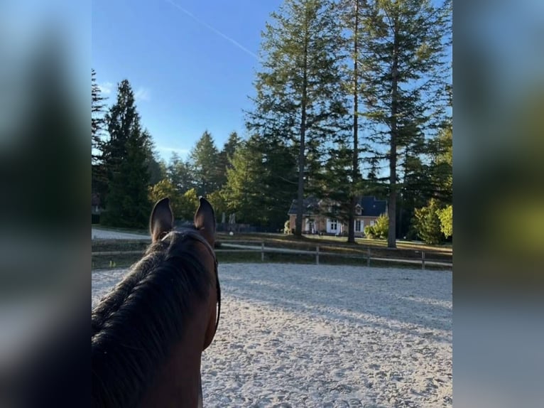 Alloggi equestri 5 stelle, box e campo nel cuore della Sologne