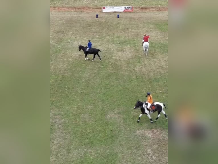 Gastboxen für Urlaub mit Pferd oder nur auf der Durchreise