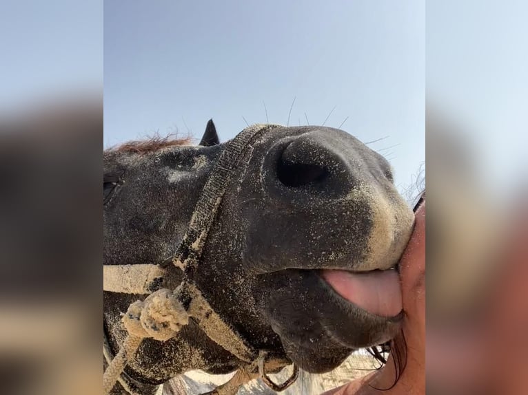 Hand gegen Reiterurlaub am weißen Sandstrand von Hammamet