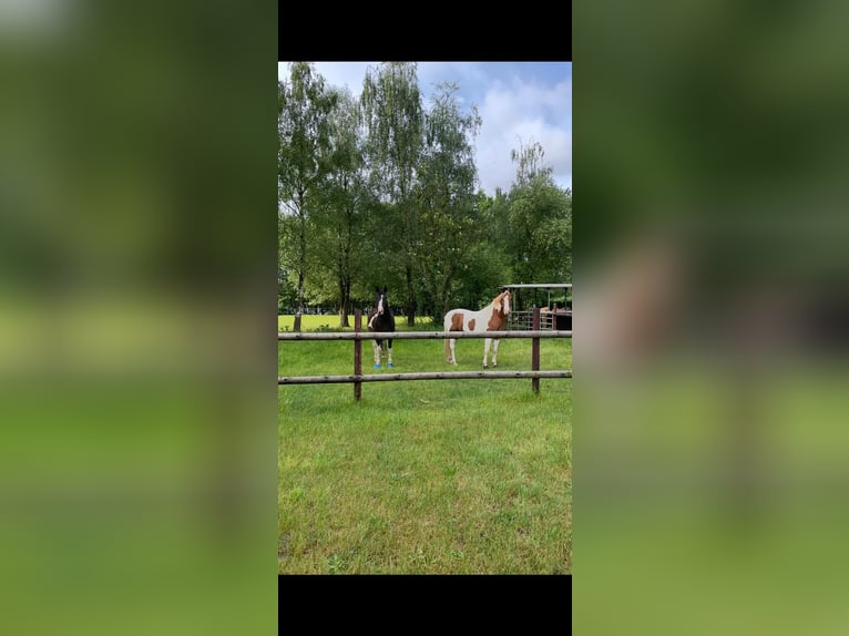 Neue Ferienwohnungen direkt am Wasser mit tollen Reitgelände - auch mit Gastboxen