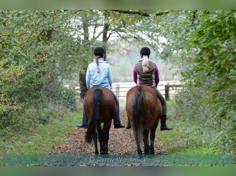 Neue Ferienwohnungen direkt am Wasser mit tollen Reitgelände - auch mit Gastboxen