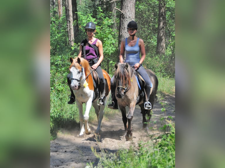 Neue Ferienwohnungen direkt am Wasser mit tollen Reitgelände - auch mit Gastboxen