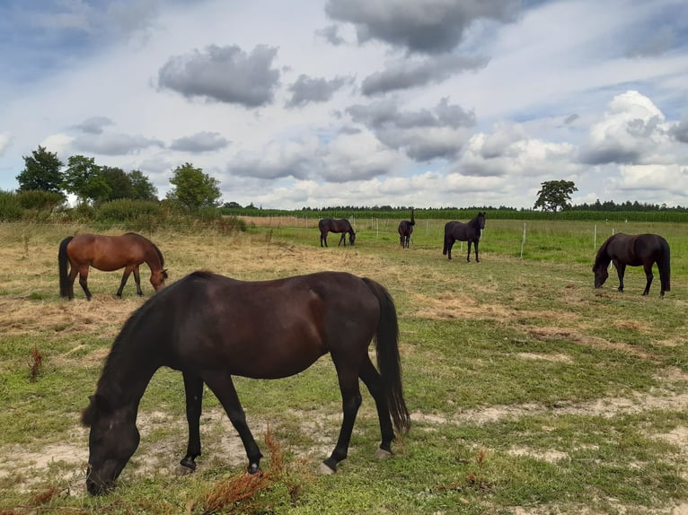 Reiterferien für Mädchen ab 10. Unsere Termine für 2026 sind online, wir freuen uns auf euch. 