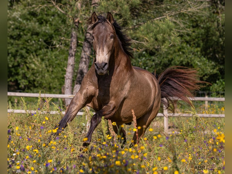 Reiterurlaub exklusiv auf unserem Lusitanogestüt 