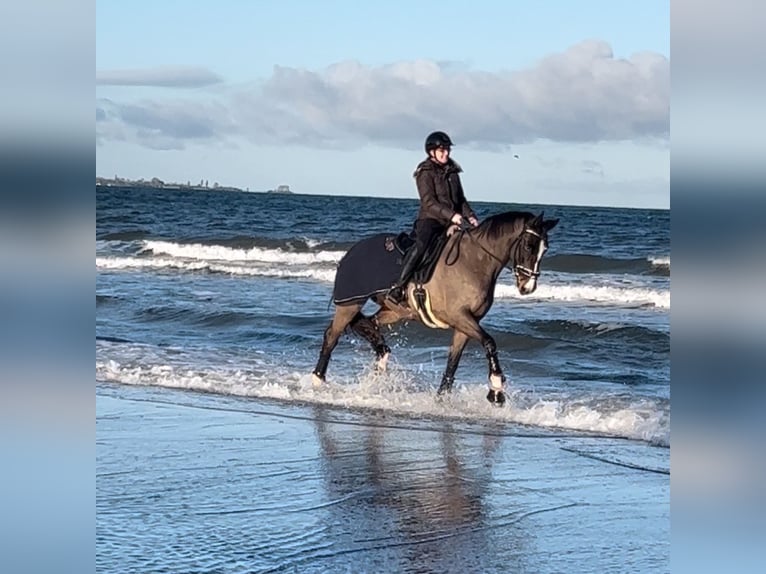 Vacanze a Scharbeutz/Baltico con il tuo cavallo nel bed & breakfast Gestüt Rosenkamp