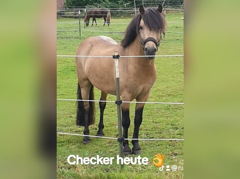 Piccolo Pony Tedesco Castrone 11 Anni 115 cm Pelle di daino in Lentföhrden