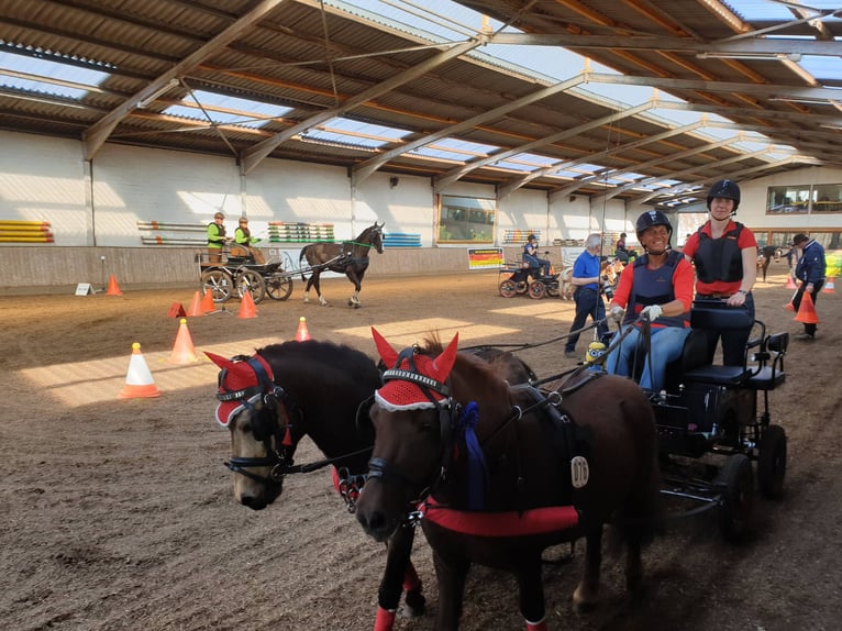 Piccolo Pony Tedesco Castrone 11 Anni 115 cm Pelle di daino in Lentföhrden