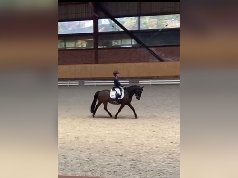 Piccolo Pony Tedesco Mix Castrone 13 Anni 152 cm Baio in Hamburg