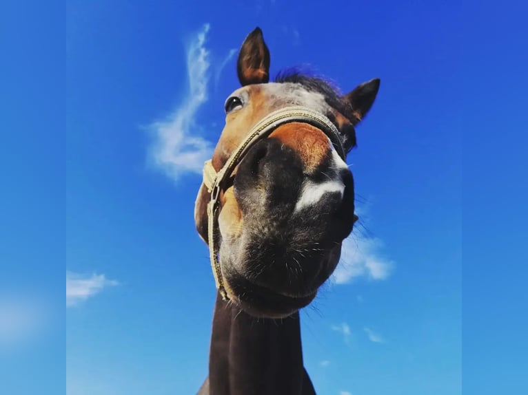 Piccolo Pony Tedesco Castrone 13 Anni 160 cm Baio in Baudour