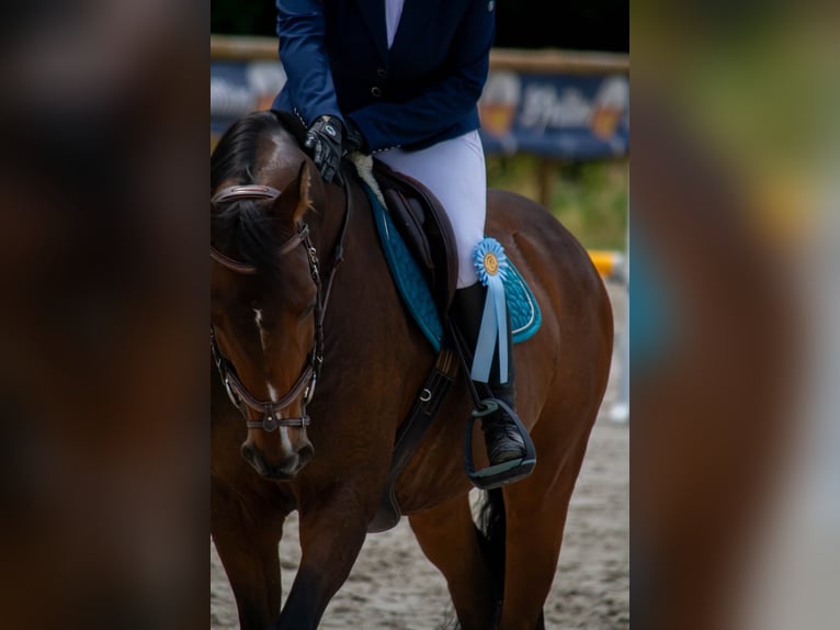 Piccolo Pony Tedesco Castrone 13 Anni 160 cm Baio in Baudour