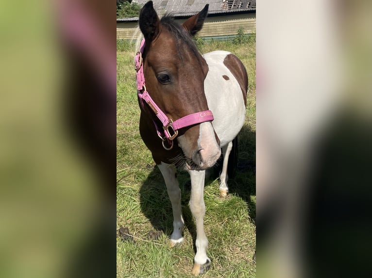 Piccolo Pony Tedesco Castrone 3 Anni 125 cm Pezzato in Norderstedt