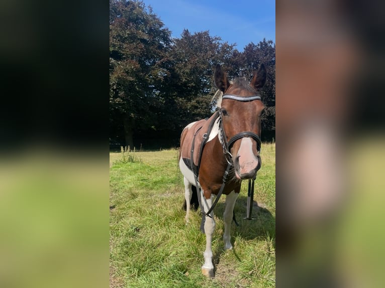 Piccolo Pony Tedesco Castrone 3 Anni 125 cm Pezzato in Norderstedt