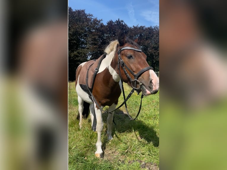 Piccolo Pony Tedesco Castrone 3 Anni 125 cm Pezzato in Norderstedt