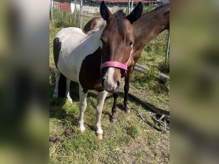Piccolo Pony Tedesco Castrone 3 Anni 125 cm Pezzato in Norderstedt