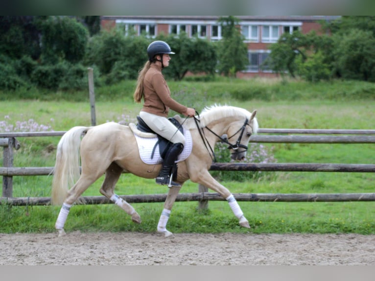 Piccolo Pony Tedesco Castrone 4 Anni 140 cm Palomino in Fürstenau