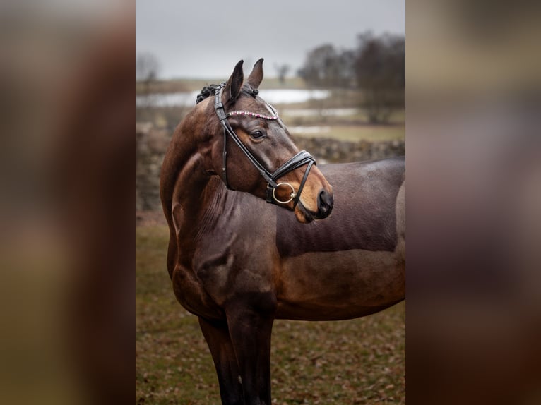 Piccolo Pony Tedesco Castrone 4 Anni 166 cm Baio in Hayingen