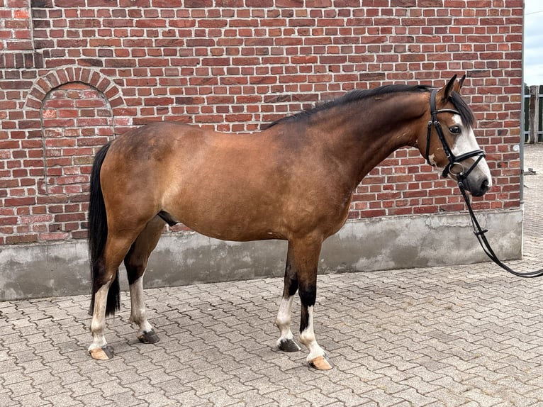 Piccolo Pony Tedesco Castrone 5 Anni 146 cm Baio in Bocholt