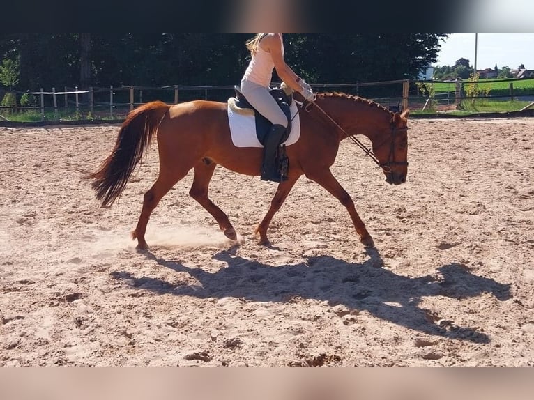 Piccolo Pony Tedesco Castrone 8 Anni 165 cm Sauro in Minden