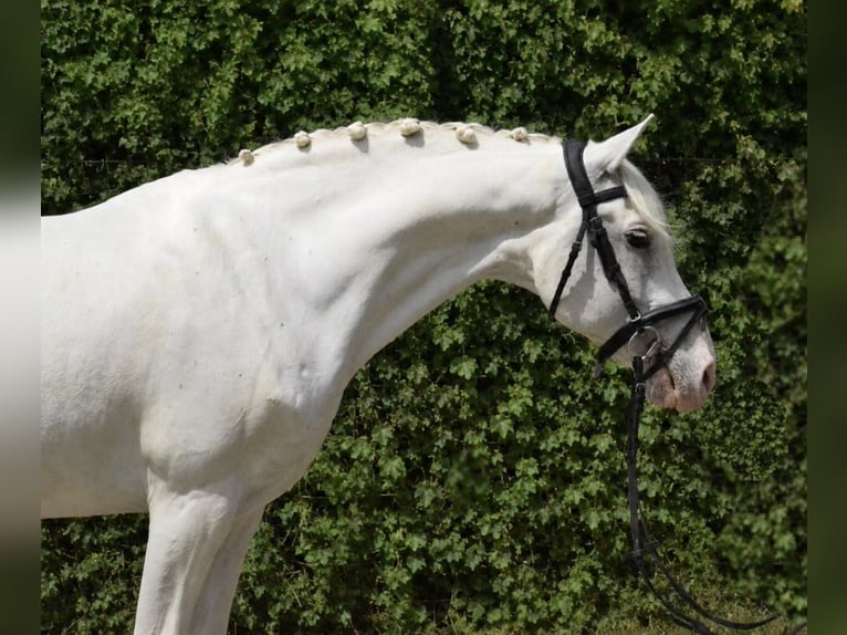 Piccolo Pony Tedesco Castrone 9 Anni 155 cm Grigio in Würzburg