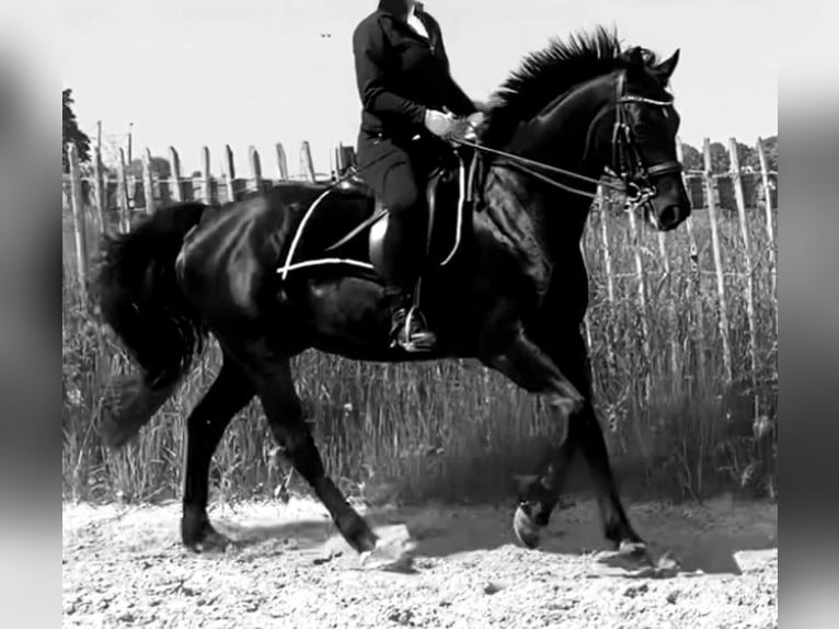 Piccolo Pony Tedesco Castrone 9 Anni 162 cm Morello in Aachen