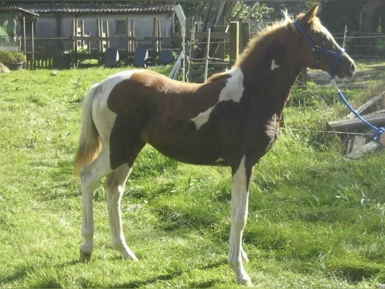 Piccolo Pony Tedesco Giumenta 13 Anni 150 cm Pezzato in Achim