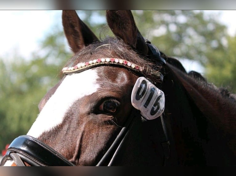 Piccolo Pony Tedesco Giumenta 13 Anni 154 cm Baio scuro in Schleswig