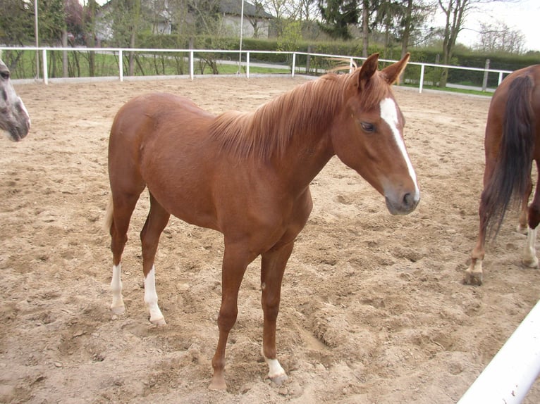 Piccolo Pony Tedesco Giumenta 17 Anni 149 cm Sauro in Gernsheim