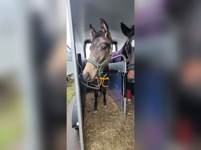 Piccolo Pony Tedesco Giumenta 1 Anno 136 cm Pelle di daino in Wanzleben