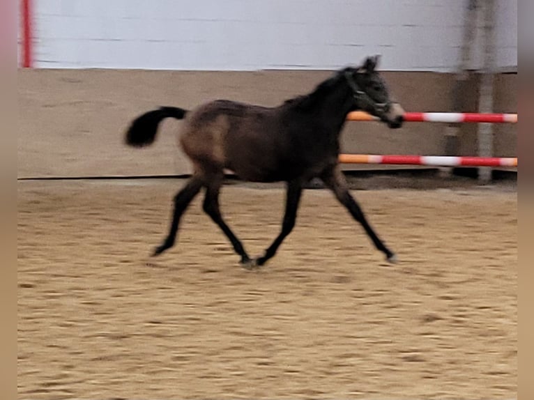 Piccolo Pony Tedesco Giumenta 1 Anno 136 cm Pelle di daino in Wanzleben