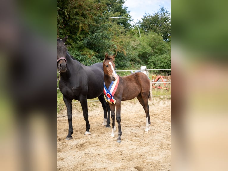 Piccolo Pony Tedesco Giumenta 1 Anno 155 cm Baio scuro in Oeversee