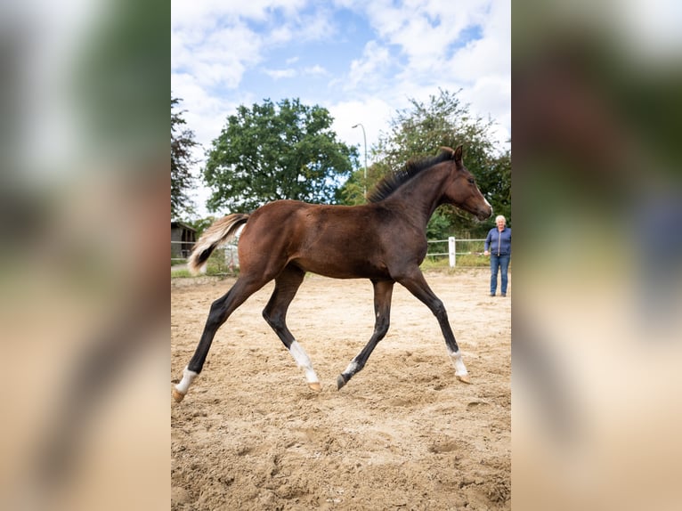 Piccolo Pony Tedesco Giumenta 1 Anno 155 cm Baio scuro in Oeversee