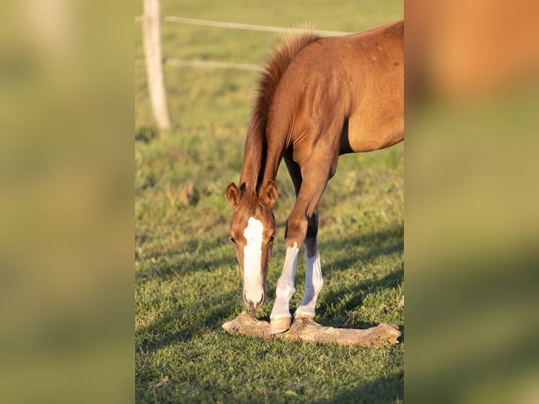Piccolo Pony Tedesco Giumenta 1 Anno Sauro in Groß Kreutz