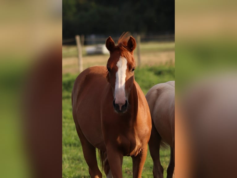 Piccolo Pony Tedesco Giumenta 1 Anno Sauro in Groß Kreutz