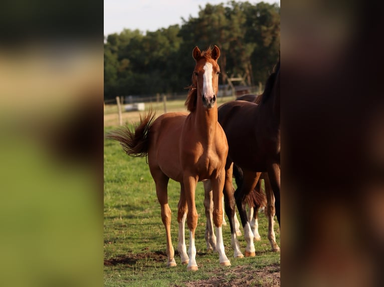 Piccolo Pony Tedesco Giumenta 1 Anno Sauro in Groß Kreutz