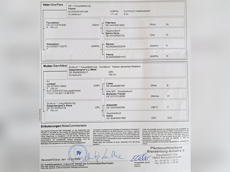 Piccolo Pony Tedesco Giumenta 1 Anno Sauro in Groß Kreutz