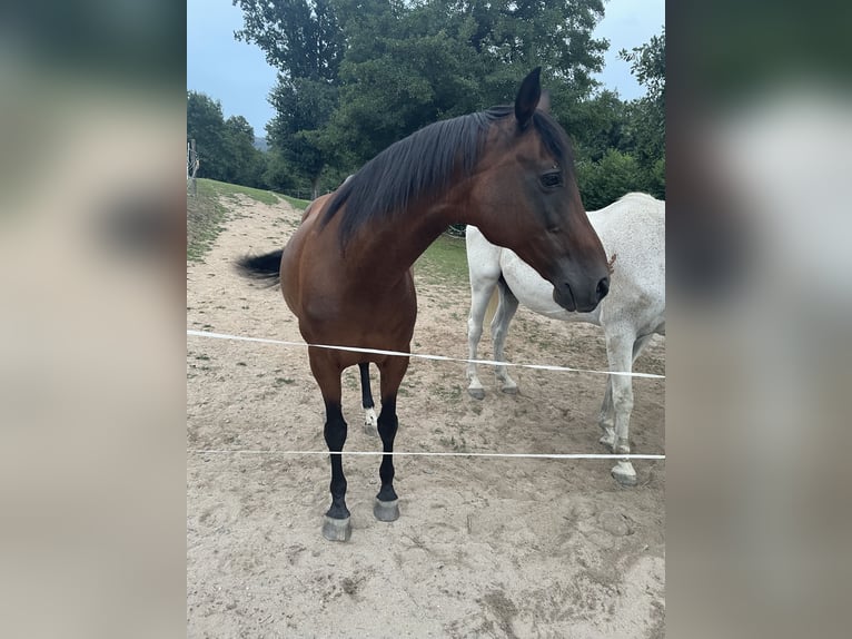 Piccolo Pony Tedesco Giumenta 25 Anni 153 cm Baio in Mörlenbach