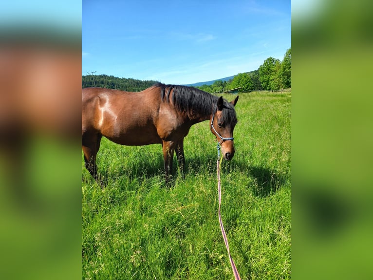 Piccolo Pony Tedesco Giumenta 25 Anni 153 cm Baio in Mörlenbach