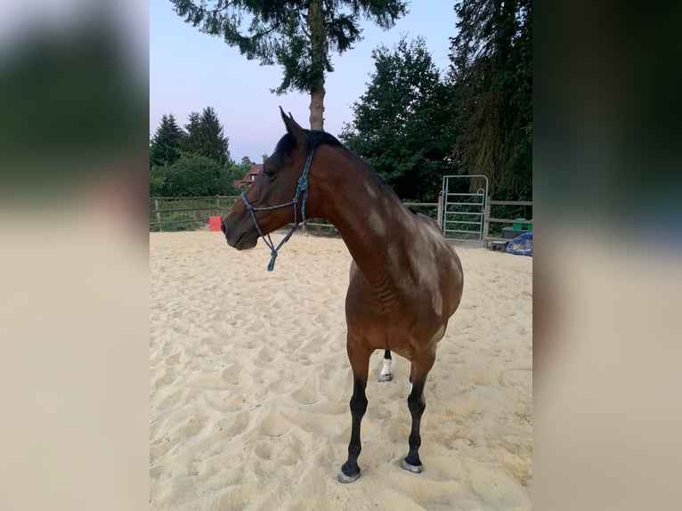Piccolo Pony Tedesco Giumenta 25 Anni 153 cm Baio in Mörlenbach