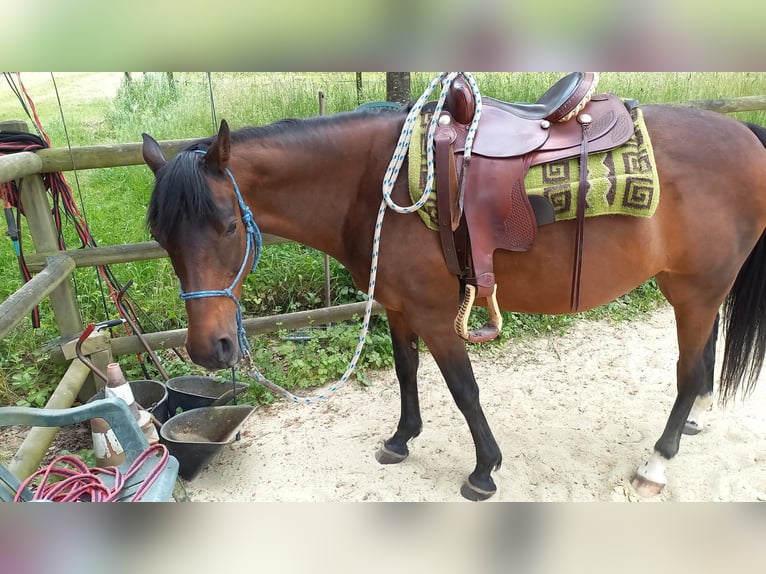 Piccolo Pony Tedesco Giumenta 25 Anni 153 cm Baio in Mörlenbach
