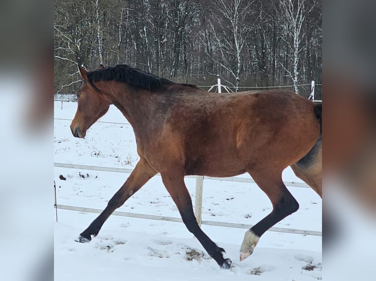 Piccolo Pony Tedesco Giumenta 2 Anni Baio in Gudow