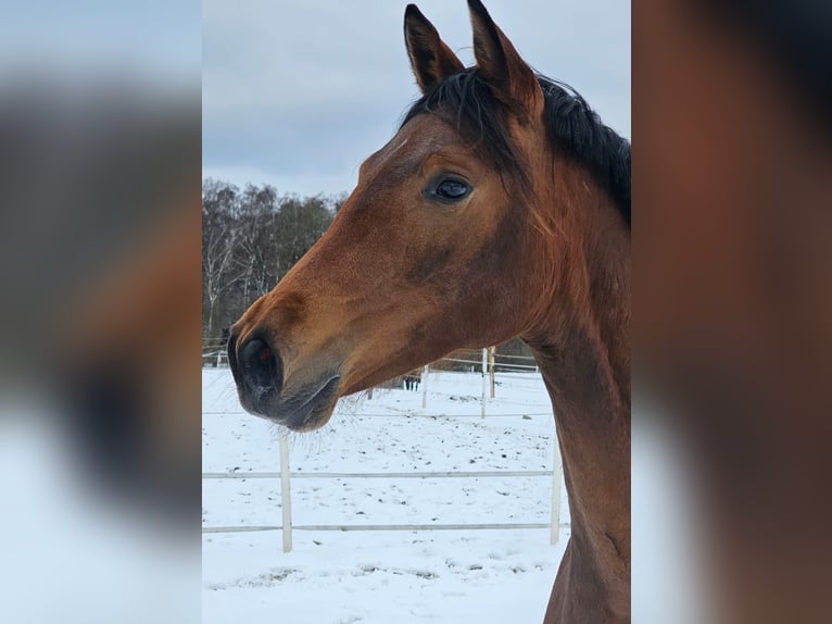 Piccolo Pony Tedesco Giumenta 2 Anni Baio in Gudow