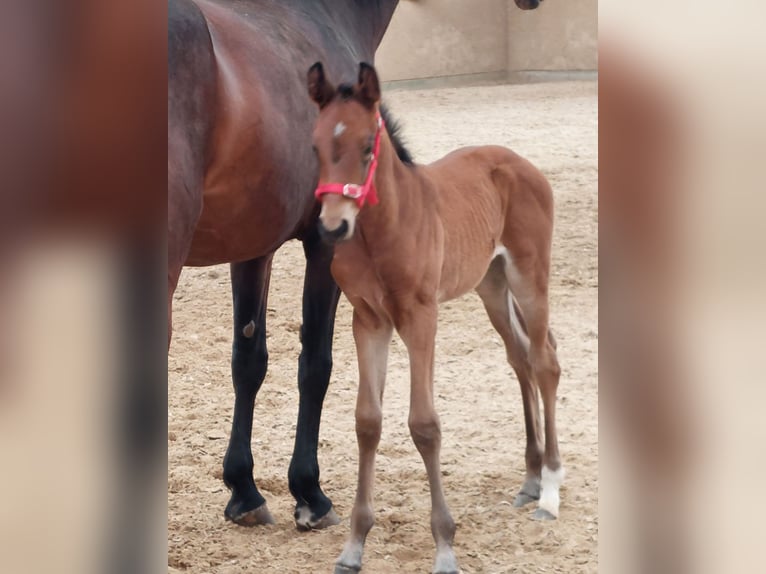 Piccolo Pony Tedesco Giumenta 3 Anni 156 cm Baio in Horhausen